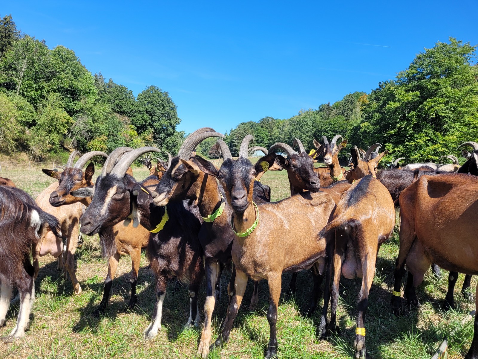 ©Chèvrerie du Windstein/Morgane BALL