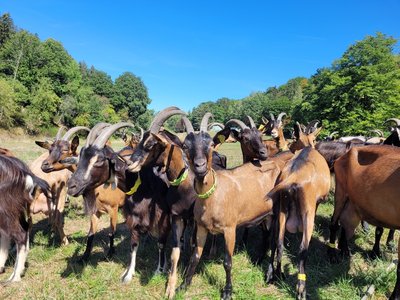 ©Chèvrerie du Windstein/Morgane BALL