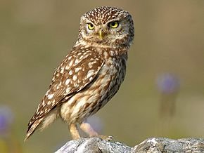 Chouette chevêche (Athene noctua)