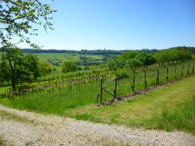 Vignoble du Kirchberg