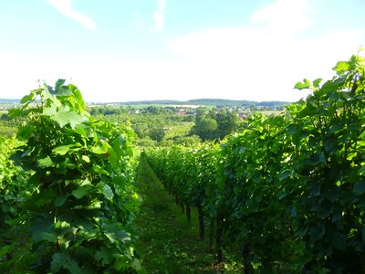 Vignoble de Cleebourg