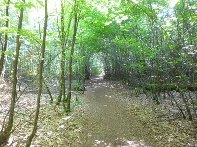 Dans la forêt de la tourbière