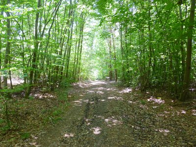 Jeune forêt au stade "gaullis-perchis"