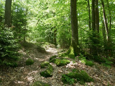 Vestiges celtiques au Jardin des fées, Reisberg, Niederbronn-les-Bains