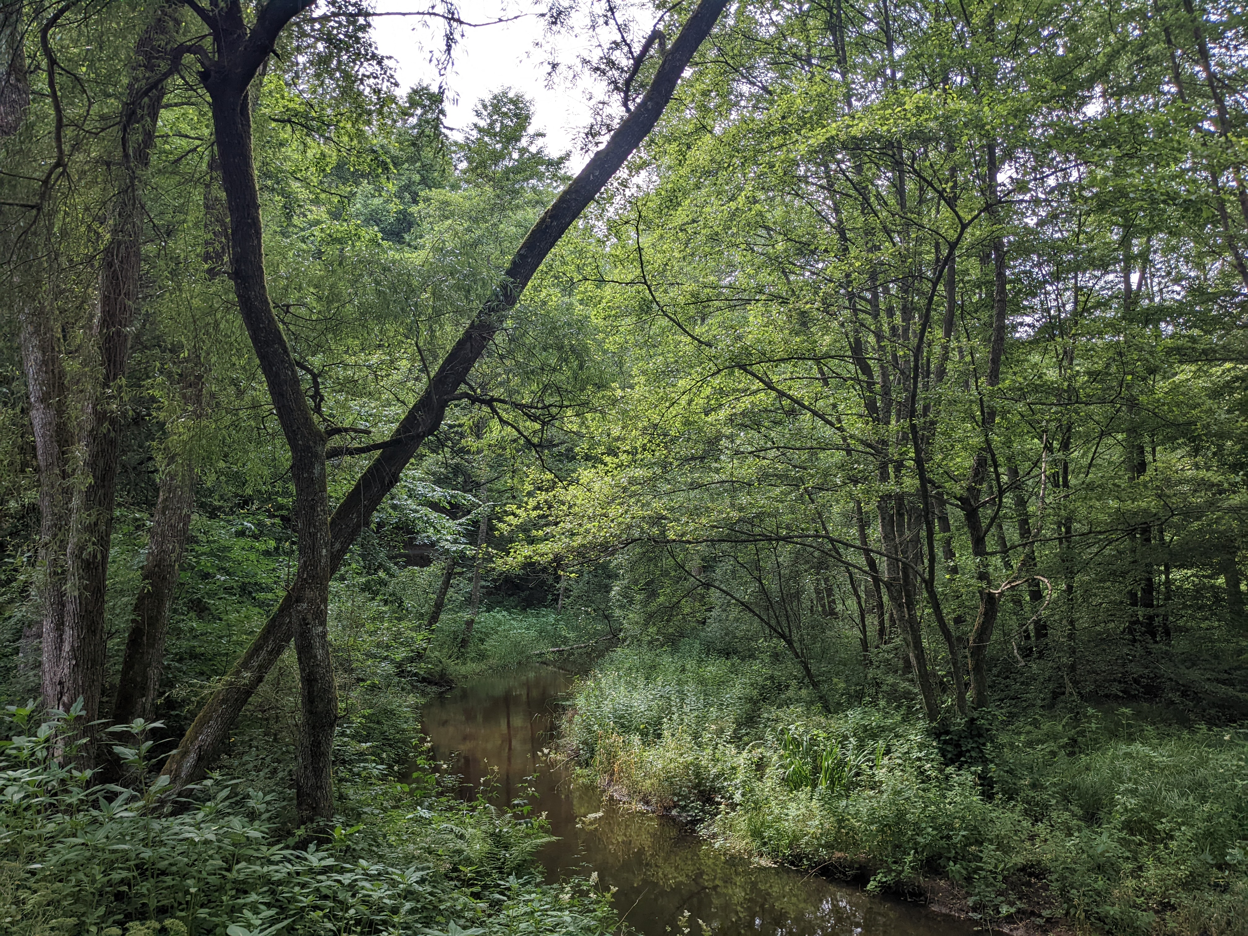 Rivière de la Sauer